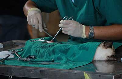 獸醫(yī)上半年工作總結(jié)