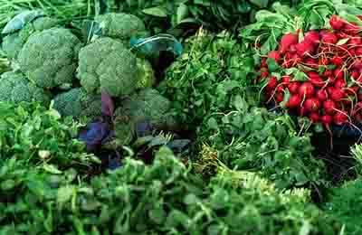 常見蔬菜病蟲害防治方法