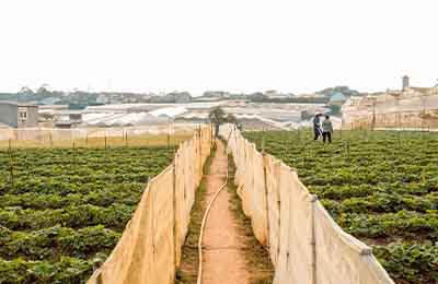 農業保險工作實施方案