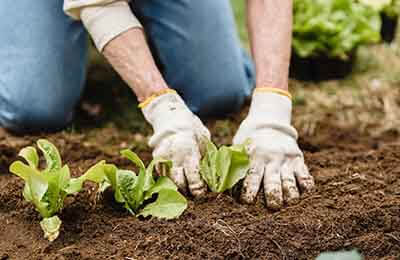百合的栽培種植方法