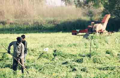 農民伯伯鄉下妹妹